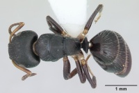 Camponotus iheringi casent0173424 dorsal 1.jpg