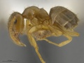 Mcz-ent00520075-Lasius-sitiens-hal.jpg