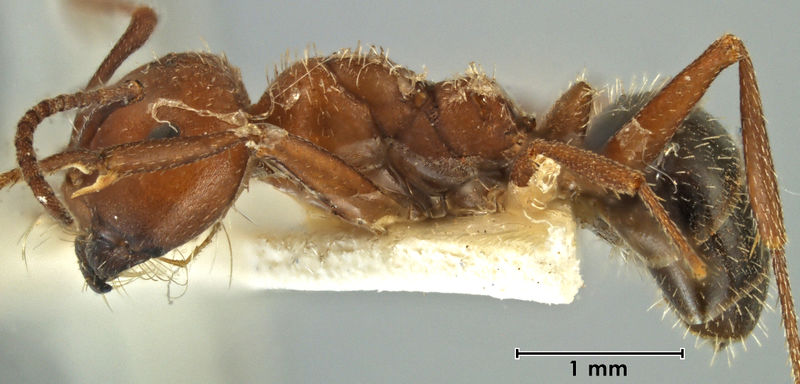 File:Melophorus solitudinis major side ANIC32-066647.jpg