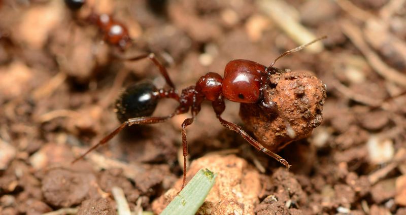 File:Messor hebraeus major worker excavating nest, Israel, Eran Schnecke, 21.3.2014.jpg