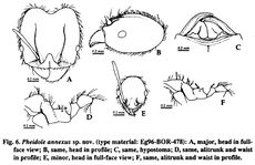 Pheidole annexa.jpg