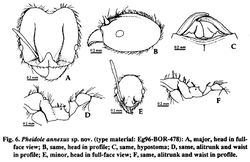 Pheidole annexa.jpg