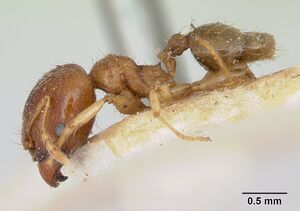 Pheidole punctulata casent0173313 profile 1.jpg