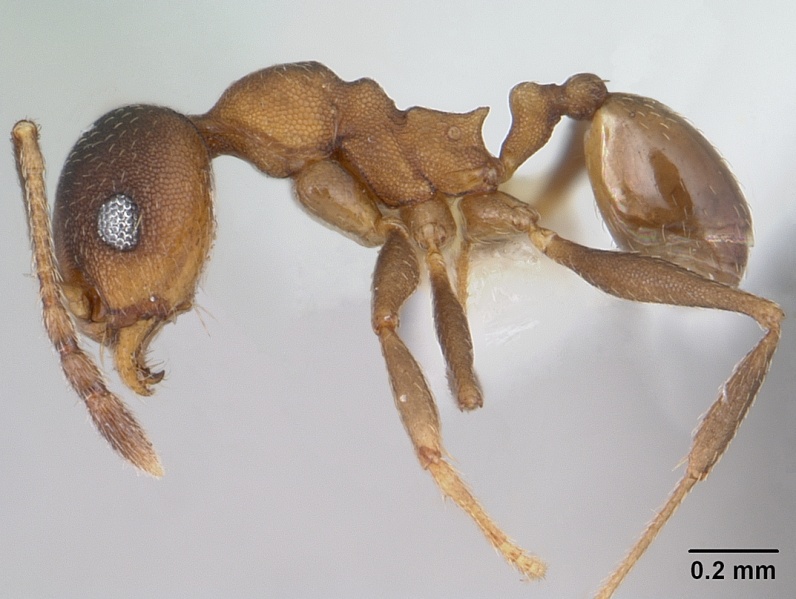 File:Pheidole radoszkowskii casent0178046 profile 1.jpg