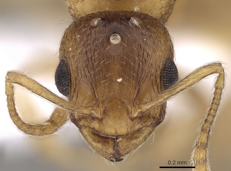 File:Temnothorax angustifrons casent0906014 h 1 high.jpg