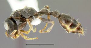 Tetraponera-pilosaL2x.jpg