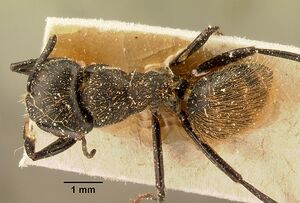 Camponotus darwinii rubropilosus casent0101194 dorsal 1.jpg