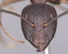 Camponotus festai casent0905286 h 1 high.jpg