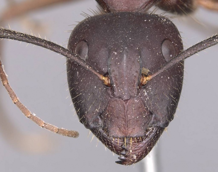 File:Camponotus festai casent0905286 h 1 high.jpg