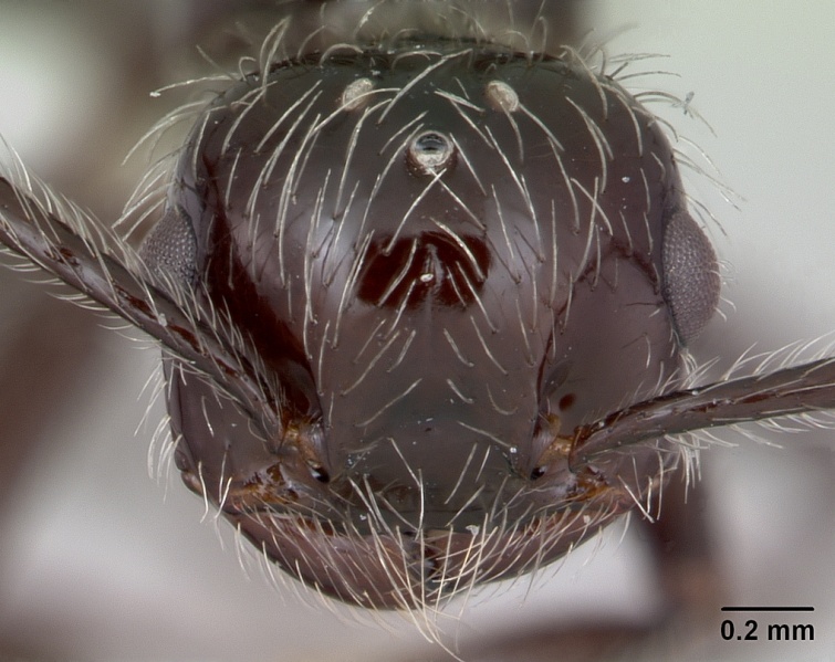 File:Crematogaster acuta casent0173928 head 1.jpg