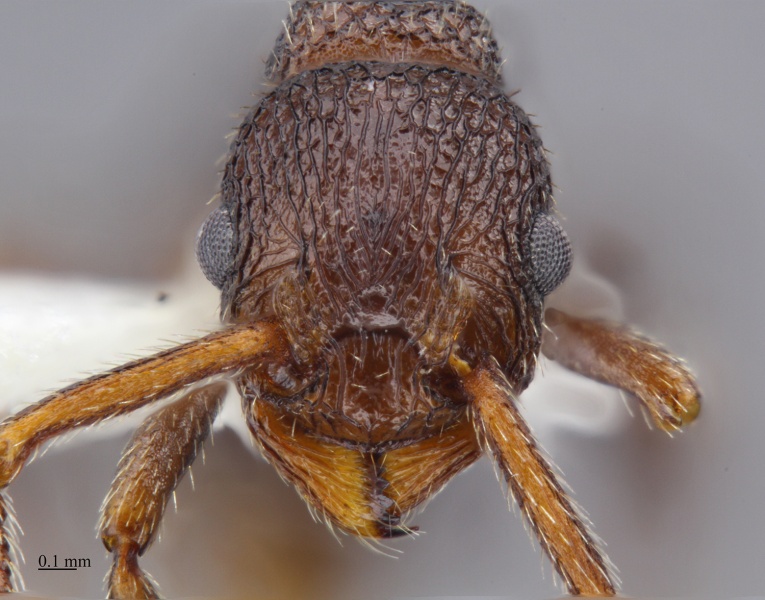 File:MCZ-ENT00674371 Myrmica rugiventris hef.jpg