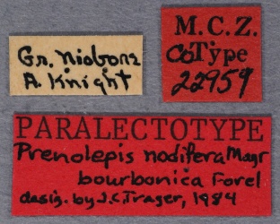 Nylanderia bourbonica paralectotype MCZC labels-Antwiki.jpg