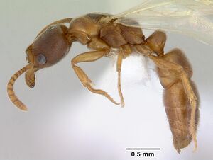 Pachycondyla darwinii casent0172438 profile 1.jpg