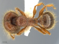 Pheidole-tisiphone-MCZ001D.jpg