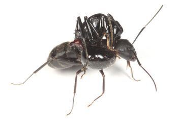 Polyrhachis lamellidens queen with Camponotus japonicus worker, Taku Shimada (3).jpg