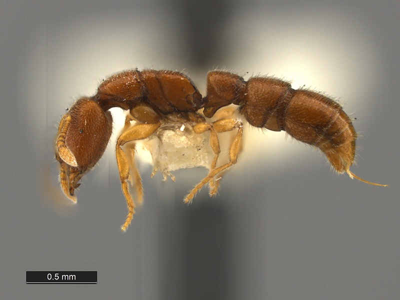 File:Prionopelta-brocha-Holotype-MCZ29838L.jpg