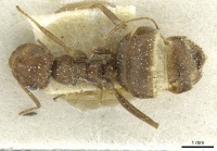 Anoplolepis rufescens casent0912362 d 1 high.jpg