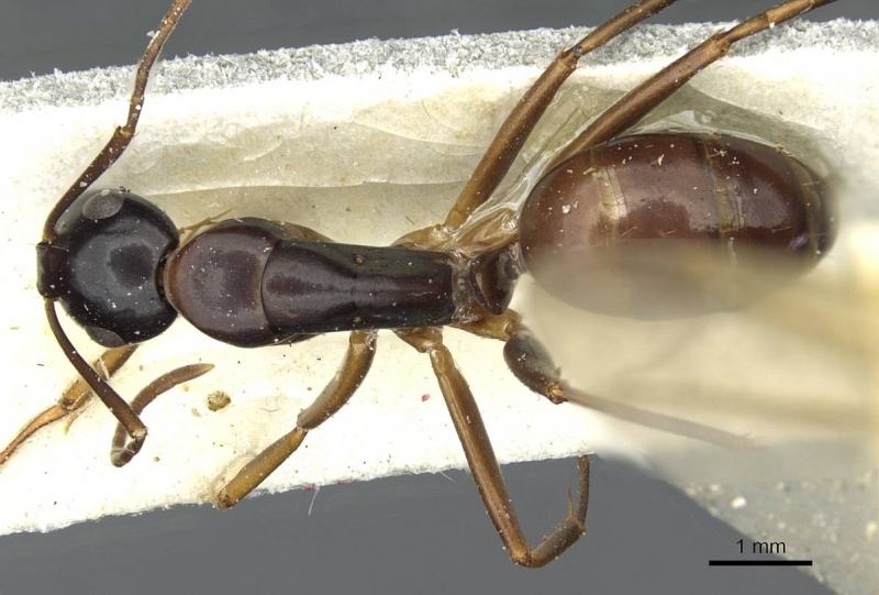 File:Camponotus kiusiuensis casent0911871 d 1 high.jpg