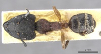 Camponotus megalonyx casent0903575 d 1 high.jpg