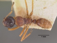 Camponotus putatus casent0102415 dorsal 1.jpg