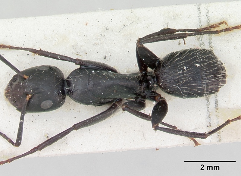 File:Camponotus vagus casent0103337 dorsal 1.jpg