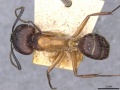 Camponotus zenon casent0910040 d 1 high.jpg