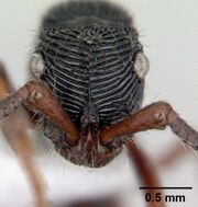 Cerapachys crawleyi casent0178877 head 1.jpg