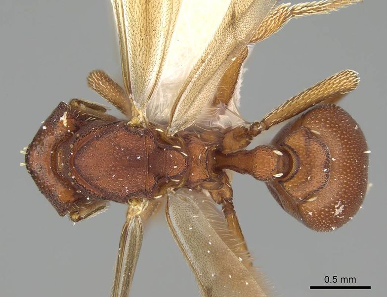 File:Eurhopalothrix apharogonia casent0914892 d 1 high.jpg