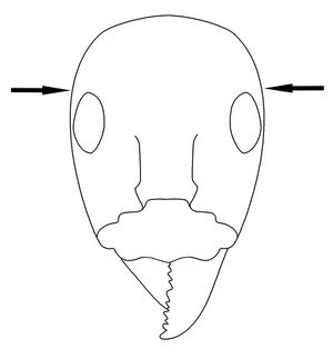 Iridomyrmex Key Couplet 55 right-Antwiki.jpg