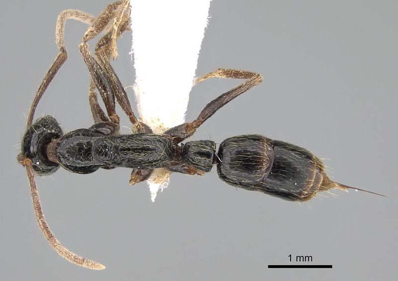 File:Leptogenys polaszeki casent0922261 d 1 high.jpg