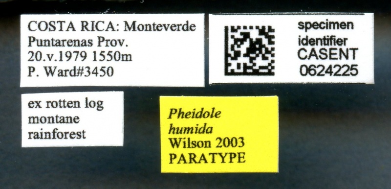 File:Pheidole boltoni casent0624225 l 1 high.jpg