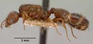 Pheidole punctulata spinosa casent0101637 profile 1.jpg