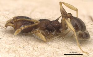 Pheidole xanthocnemis casent0904289 p 1 high.jpg