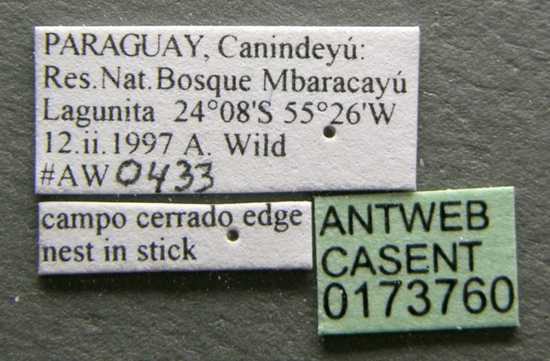 File:Pseudomyrmex gracilis casent0173760 label 1.jpg