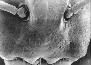 Camponotus aureus queen cly.jpg