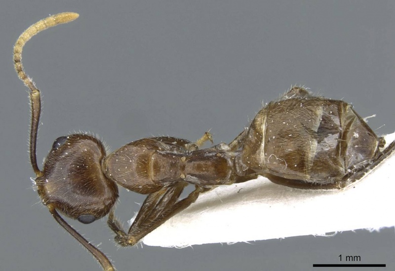 File:Camponotus belumensis casent0905897 d 1 high.jpg