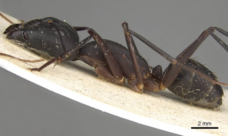 File:Camponotus etiolipes casent0906922 p 1 high.jpg