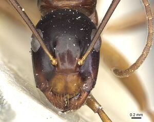 Camponotus kiusiuensis casent0911871 h 1 high.jpg