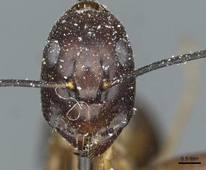 Camponotus posticus casent0912017 h 1 high.jpg