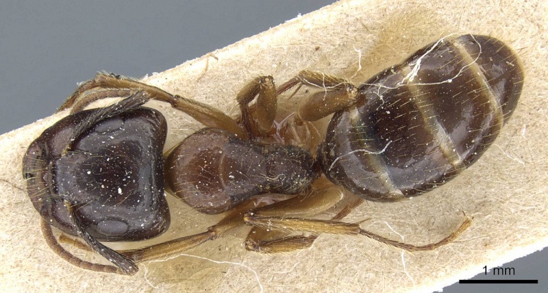 File:Camponotus simus casent0905448 d 1 high.jpg