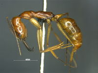 Odontomachus ferminae lateral 4th (D. General).jpg