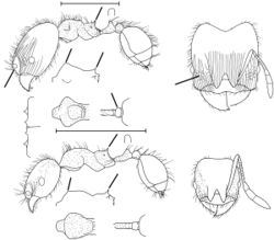 Pheidole tambopatae Wilson 2003.jpg