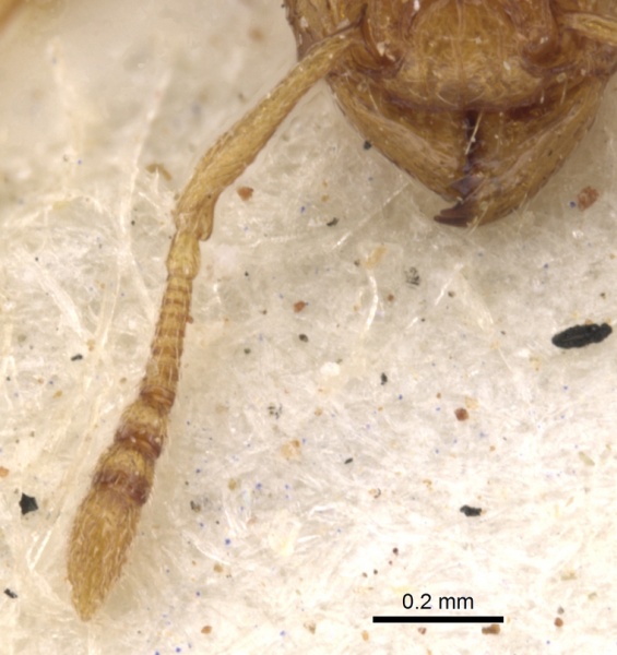 File:Tetramorium flaviceps casent0901129 h 2 high.jpg