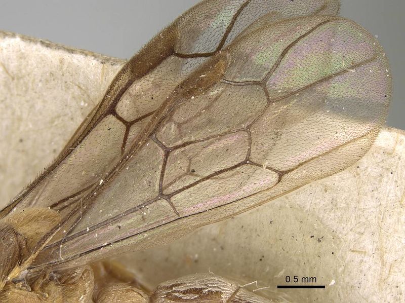 File:Aenictus mocsaryi casent0922455 p 2 high.jpg