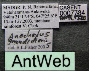 Anochetus grandidieri casent0007734 label 1.jpg