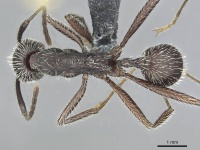Aphaenogaster espadaleri casent0913786 d 1 high.jpg