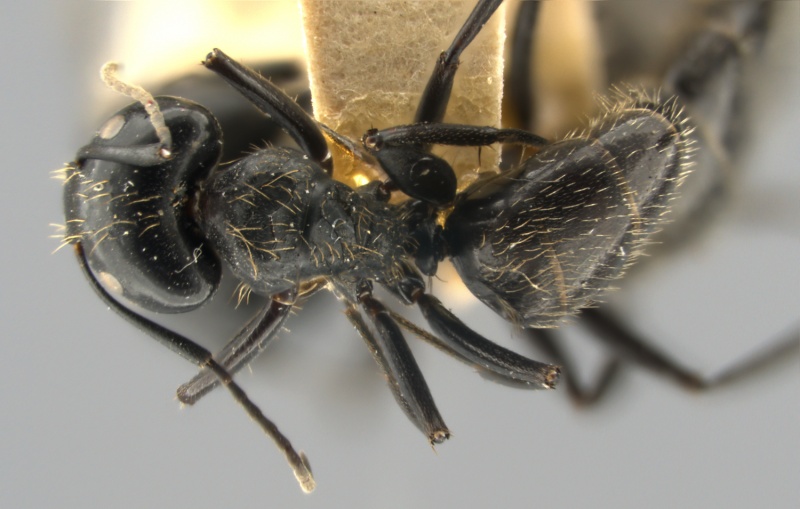 File:Camponotus-vividus-MCZ001D.jpg