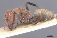 Camponotus rufoglaucus casent0911775 p 1 high.jpg