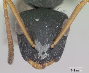 Camponotus sanctaefidei casent0173447 head 1.jpg