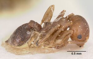 Crematogaster donisthorpei casent0101917 profile 2.jpg